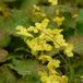 Arborix Epimedium 6 x Epimedium Perralderianum - Elfenbloem pot 9x9cm