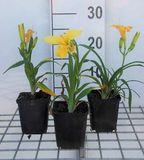 GRDplanten Groendecor Tuinarchitectuur 6x Daglelie - Hemerocallis hybr. 'Happy Returns' | 9x9 cm pot