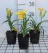 GRDplanten Groendecor Tuinarchitectuur 6x Daglelie - Hemerocallis hybr. 'Happy Returns' | 9x9 cm pot