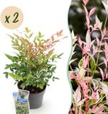 Plantenboetiek.nl Nandina Twilight - Bont & Roze - 2 Planten - Groenblijvend - Weinig Onderhoud - Ø17cm - 35-45cm hoog - Tuinplant