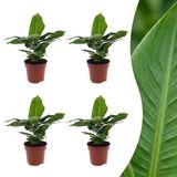 Green boutiQ - Musa Oriental Dwarf - Dwergbanaan - 4 Planten - Pot 12cm - Hoogte - 30cm