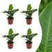 Green boutiQ - Musa Oriental Dwarf - Dwergbanaan - 4 Planten - Pot 12cm - Hoogte - 30cm
