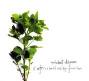 Sonic Rendezvous Mitchell Akiyama - If Night Is A Weed And Day Grows Less (CD)