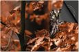 Dietrix Inductie Beschermer - 65x52cm - Herfst Uil in Bos