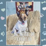 Rita Real Life Pets Rita La Reine de Chozeau