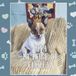 Rita Real Life Pets Rita La Reine de Chozeau