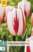 Jub Tulipa Happy Generation bloembol JUB 7 stuks