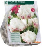 Baltus Tulipa Ice Wonder 10 stuks bloembollen
