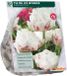 Baltus Tulipa Ice Wonder 10 stuks bloembollen