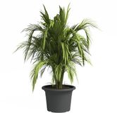 artevasi Venezia Cilindro plantenbak antraciet Ø 45 cm - kunststof