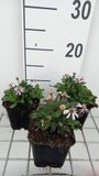 GRDplanten Groendecor Tuinarchitectuur 6x Zomeraster - Kalimeris inc. 'Nana Blue' | 9x9 cm pot