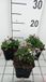 GRDplanten Groendecor Tuinarchitectuur 6x Zomeraster - Kalimeris inc. 'Nana Blue' | 9x9 cm pot