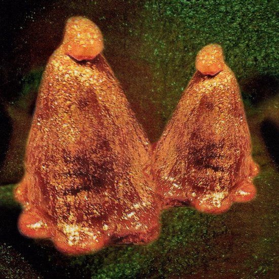 Konkurrent Black To Comm - Oocyte Oil & Stolen Androgens (CD)