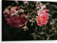 Merkloos / Sans marque Take your time Canvas - Roze Roos in Natuur - 100x75 cm Foto op Canvas Schilderij (Wanddecoratie op Canvas)