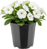 GARRONDA Hoge ronde kunststof bloempot met drainagegaten (Zwart, Ø20 x 19 cm (4L))