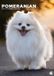 CalendarsRUs Pomeranian A3 Kalender 2027