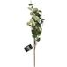 Bellatio Design Fleur artificielle/branche artificielle Eucalyptus Narvik - 92 cm - vert clair - fleurs artificielles en soie