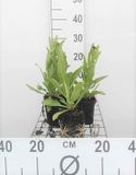 GRDplanten Groendecor Tuinarchitectuur 6x Zonnekruid - Helenium bigelovii 'The Bishop'