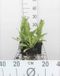 GRDplanten Groendecor Tuinarchitectuur 6x Zonnekruid - Helenium bigelovii 'The Bishop'