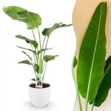 Green BoutiQ - Strelitzia Nicolai - Paradijsvogelbloem - Kamerplant - Weinig onderhoud - Groen - 1 Plant - met Potter Wit - Pot 21cm - Hoogte 110-120cm