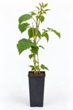 GRDplanten STRUIK Gojibes 'Instant Success' - Lycium barbarum 'Instant Success'®