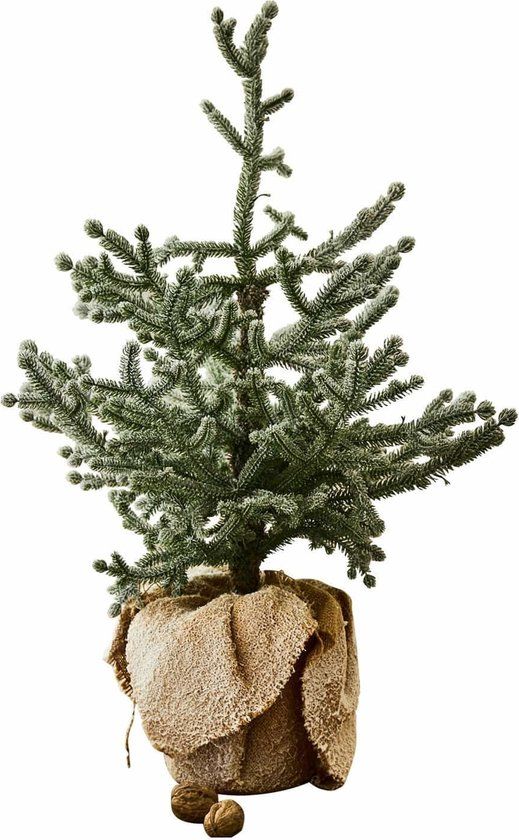 LOBERON Sierboom Glenda groen