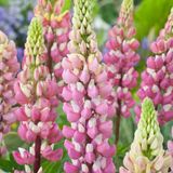 Arborix Lupinus 6 x 'The Chatelaine' - Roze Bloeiende Vaste Plant