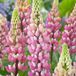 Arborix Lupinus 6 x 'The Chatelaine' - Roze Bloeiende Vaste Plant