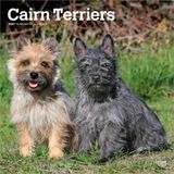 Cairn Browntrout Cairn Terriers 2027 - 16-Monatskalender