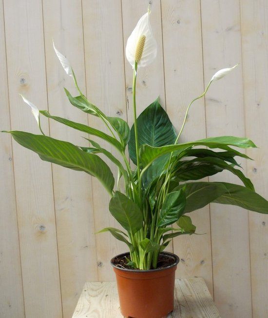Warentuin Natuurlijk Lepelplant Spathiphyllum H70-90 cm potmaat 22 cm kamerplant