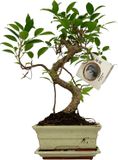Green Boutiq Zynesflora Bonsai in Keramiek S-Vormig - Kamerplant in pot - Ø 16 cm - Hoogte: 30-35 cm - Kamerplant
