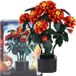 Nobo Kids Lantana Camara Bouwstenen 3D bloemenboeket