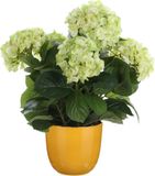 Mica Decorations Hortensia Kunstplant/Kunstbloemen 45 cm - Groen - In Pot Okergeel Glans