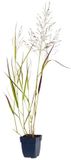 Griffioen - Panicum virg. 'Rehbraun'
