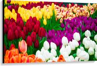 Merkloos / Sans marque Take your time Canvas - Tulpenveld met Verschillende Felle Kleuren Tulpen - 120x80 cm Foto op Canvas Schilderij (Wanddecoratie op Canvas)