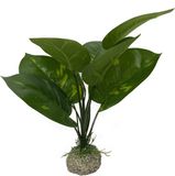 Aqua Della Aquariumplant Anubias 1 - Groen - 24cm