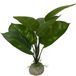 Aqua Della Aquariumplant Anubias 1 - Groen - 24cm
