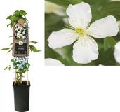 Van der starre KLIMPLANT CLEMATIS MONTANA GRANDIFLORA - WITTE BOSRANK