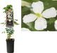 Van der starre KLIMPLANT CLEMATIS MONTANA GRANDIFLORA - WITTE BOSRANK