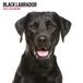 Magnet & Steel Labrador Retriever Zwart Kalender 2025 Wandkalender