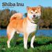 Shiba Browntrout Publishers Shiba Inu - Shiba 2027 - 16-Monatskalender