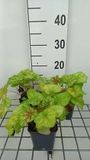 GRDplanten Groendecor Tuinarchitectuur 6x Purperklokje - Heuchera hybr. 'Tiramisu' | 9x9 cm pot