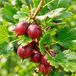GRDplanten STRUIK C Kruisbes 'Captivator' - Ribes u.-c. 'Captivator'