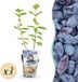 Green boutiQ Honingbes - Lonicera caerulea Kamtschatica - Winterhard - 3 Planten - Pot 9 cm - Blauw Bes
