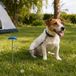 Camp Active Grondpen Hond – Aanlegspiraal voor Hondenlijn – Draaibare Haring – Zilver