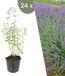 Plants by Frank 24 kattenkruid planten Nepeta 'Walker's Low' Winterharde bodembedekker planten tuinplanten Winterharde vaste planten meerjarig Winterharde tuinplanten