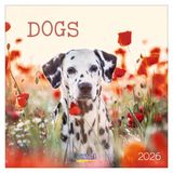 Korsch Verlag Dogs kalender - 2026