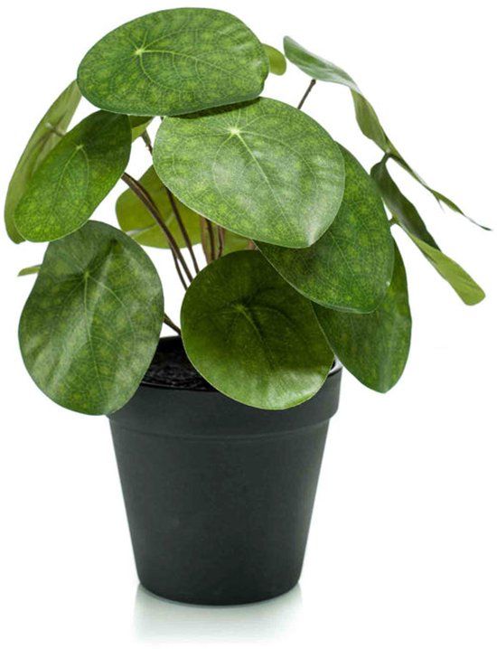 Emerald Kunstplant Pilea 22cm