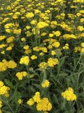 GRDplanten Groendecor Tuinarchitectuur 6x Duizendblad - Achillea hybrida 'Little Moonshine'pbr | 9x9 cm pot