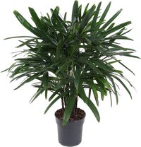 Goed & Groen - Rhapis Excelsa -↨ 110cm - Potmaat 27 - Kwaliteit Planten - Kamer Plant - Kamerplanten - Sfeer